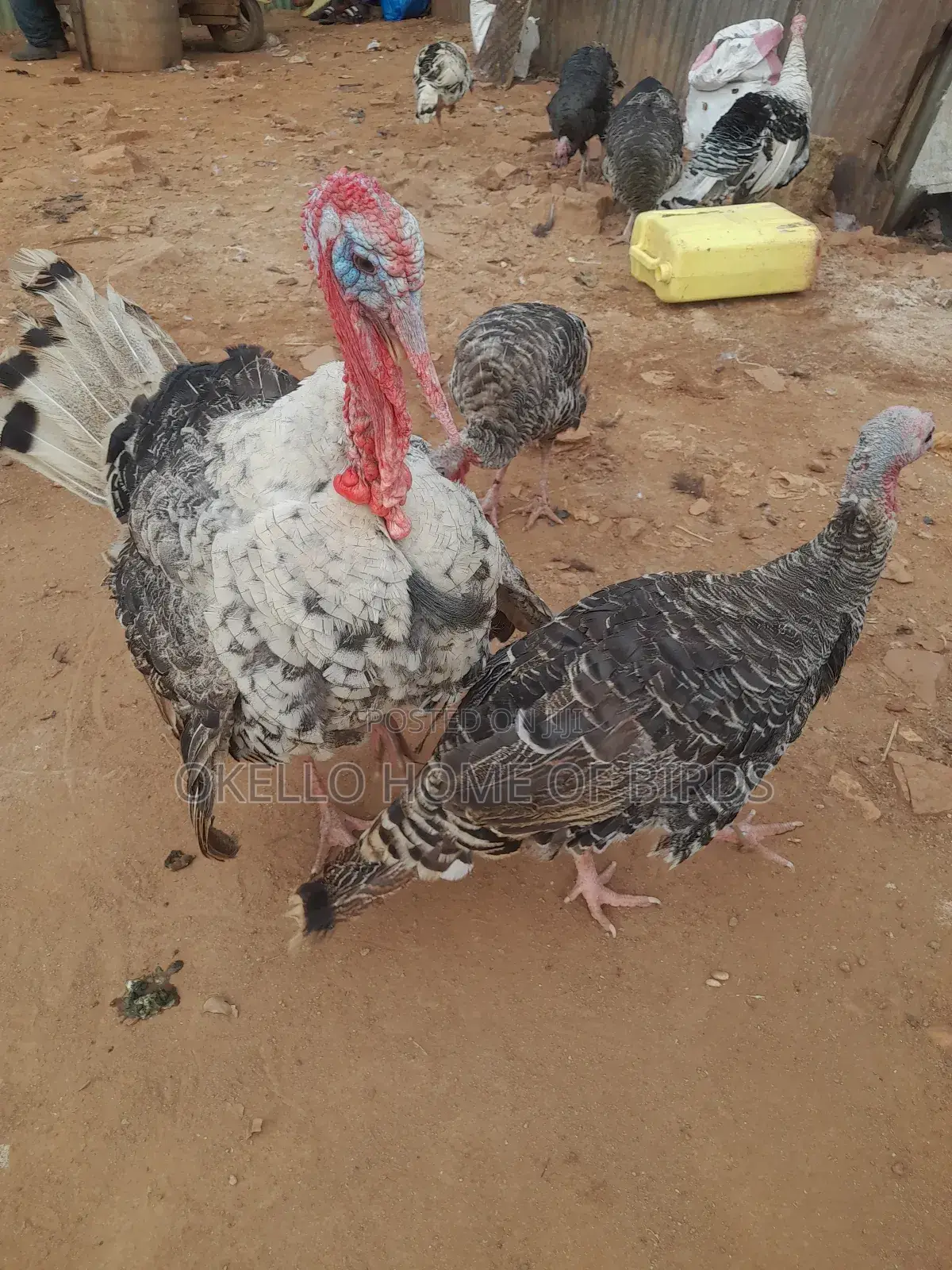 3 Turkeys for Sell