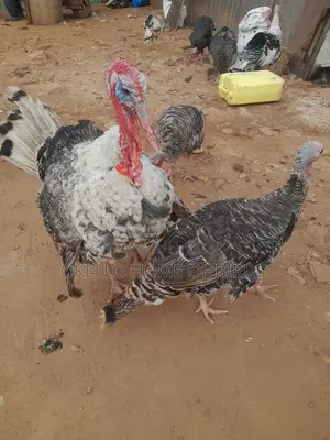 3 Turkeys for Sell