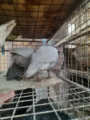Lavender Guinea Fowlz for Sell