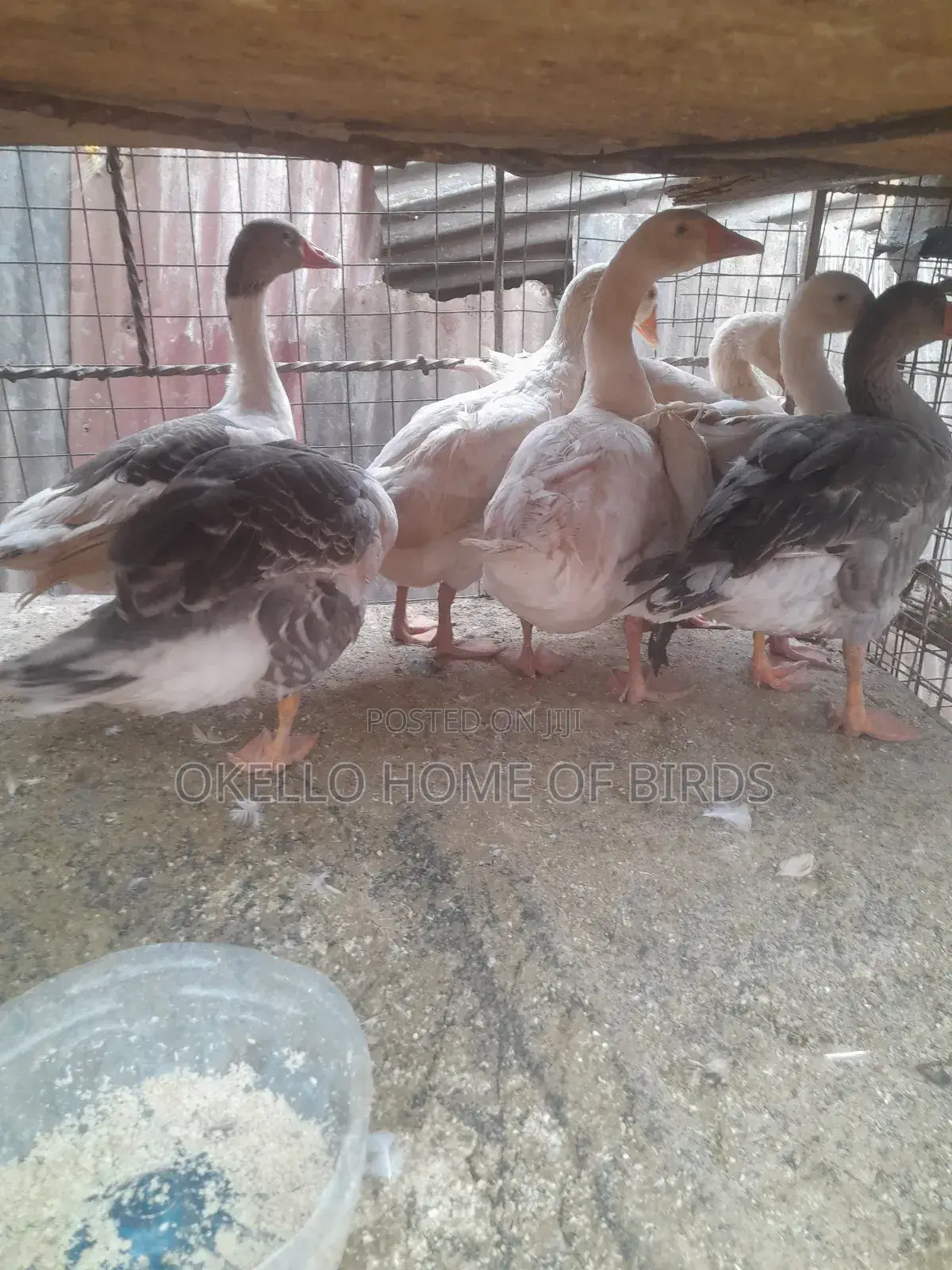 Geese for Sell in Kampala