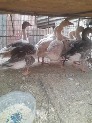 Geese for Sell in Kampala