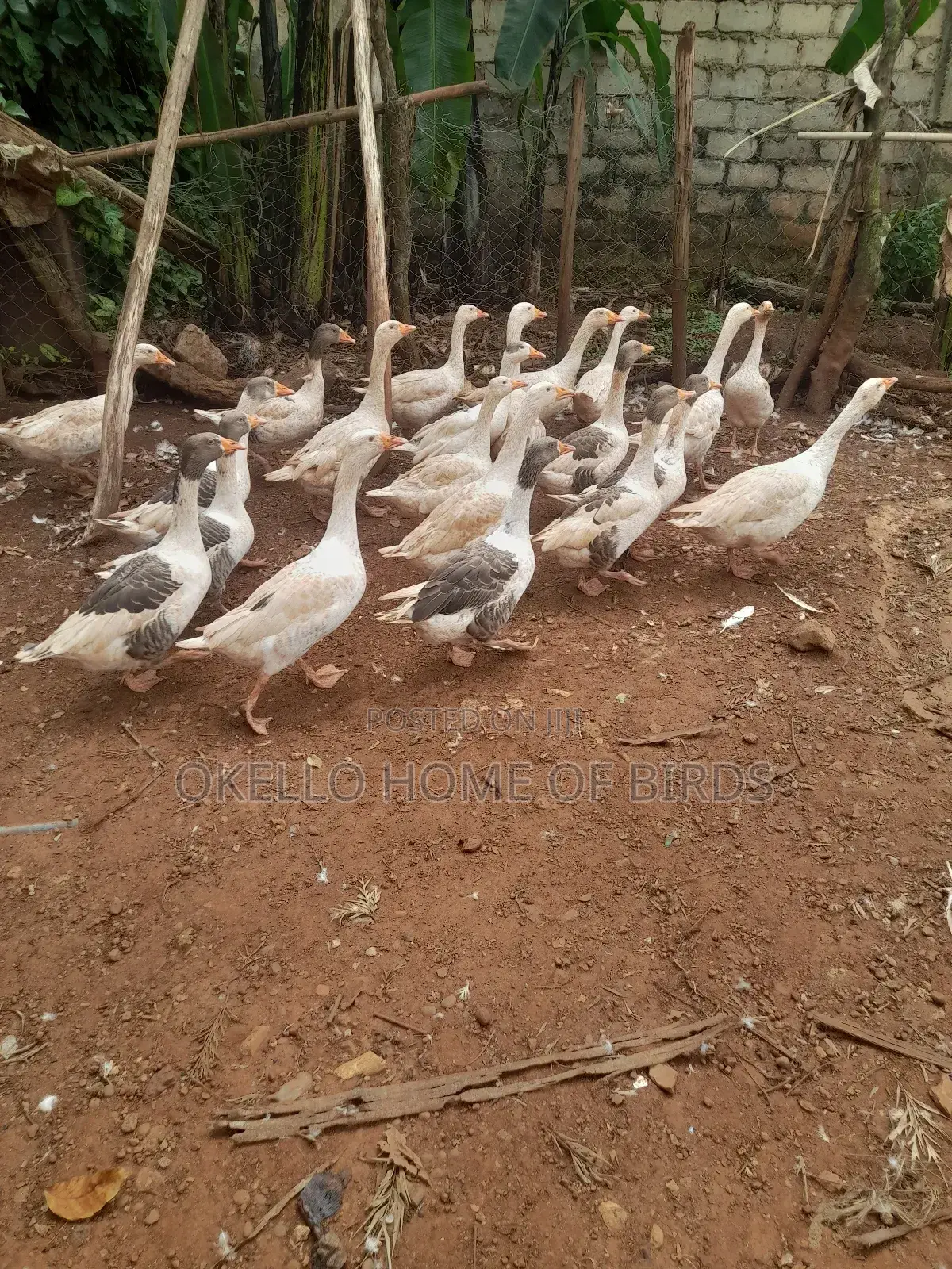 20 Geese for Sell in Makindye