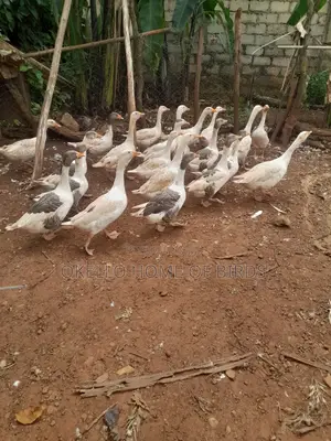 20 Geese for Sell in Makindye