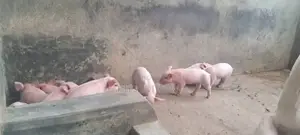 High Quality Piglets