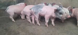 High Quality Piglets