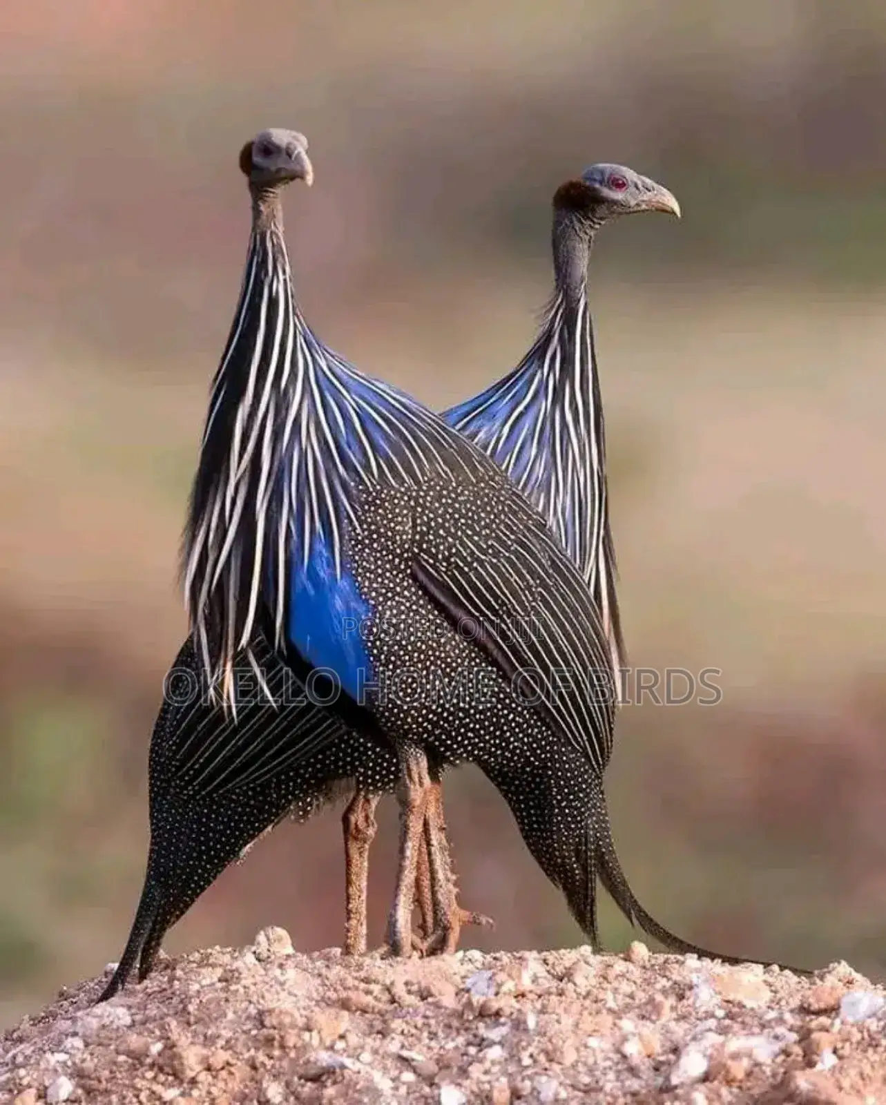 Birds for Sell in Kampala