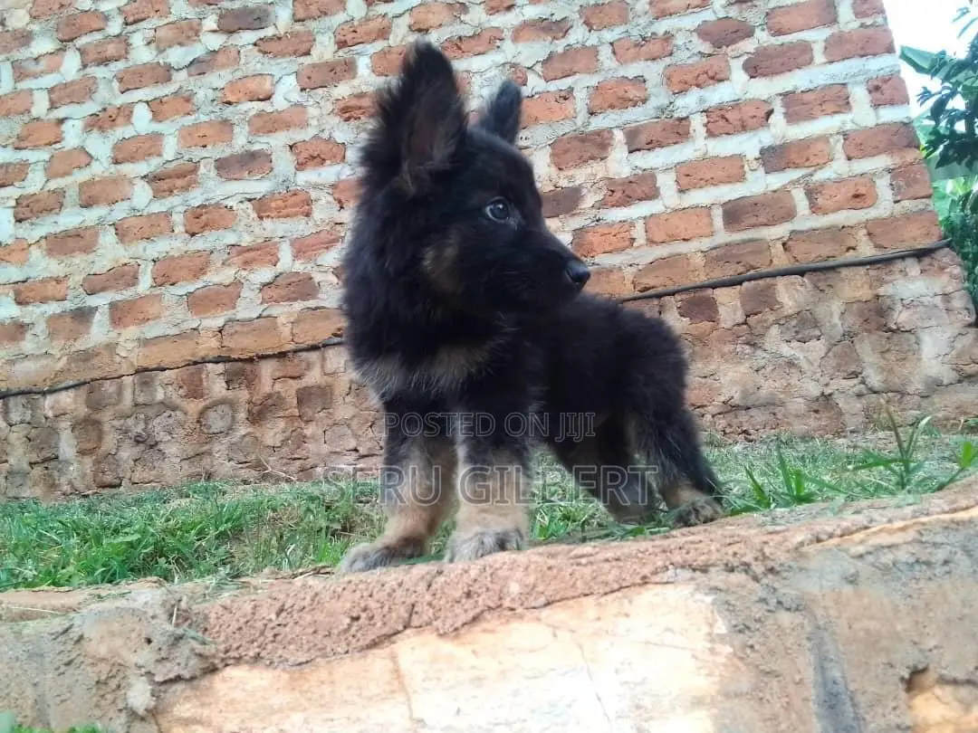 1-3 months Male Purebred German Shepherd