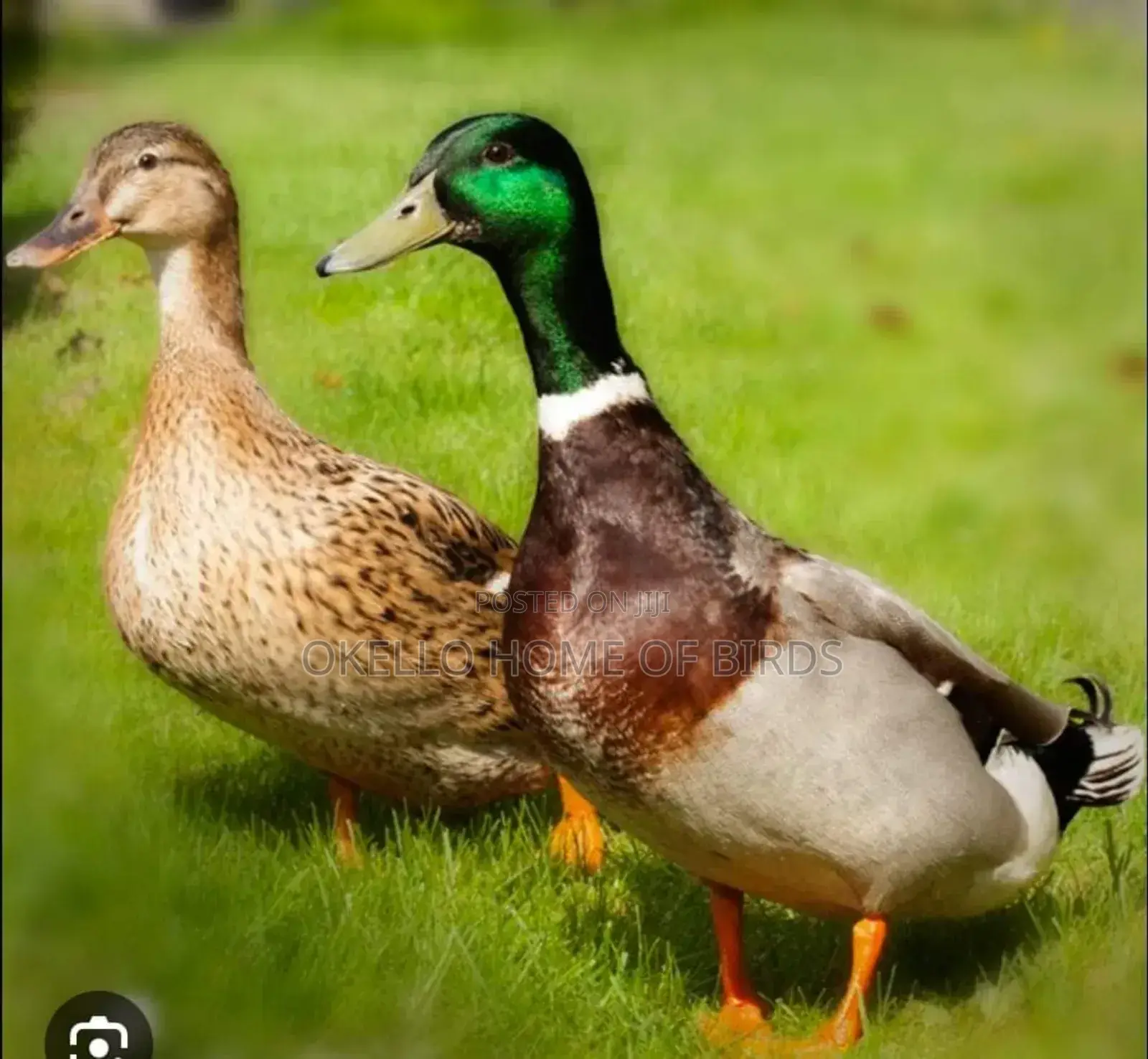 Rouen Ducks for Pets