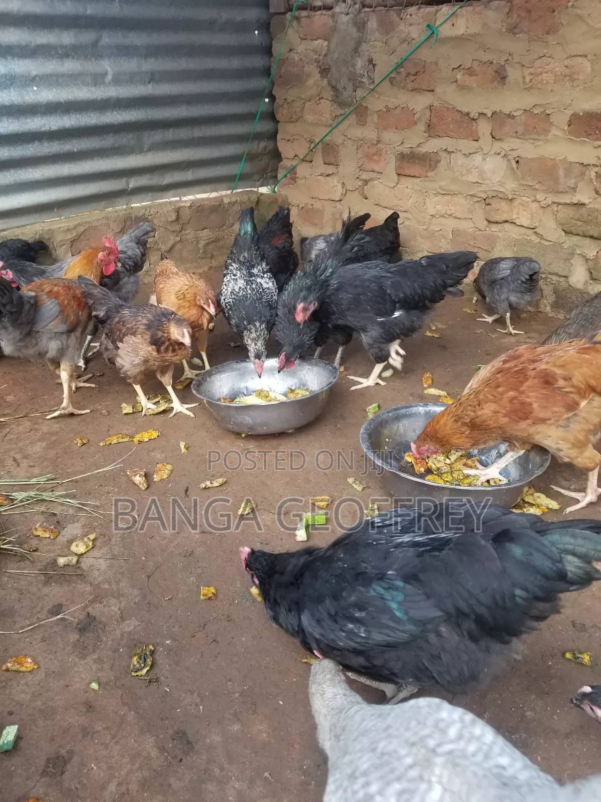 Local Chicken
