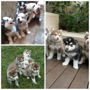 1-3 months Male Purebred Siberian Husky