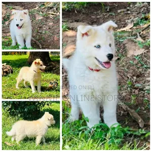 1-3 months Male Purebred Siberian Husky