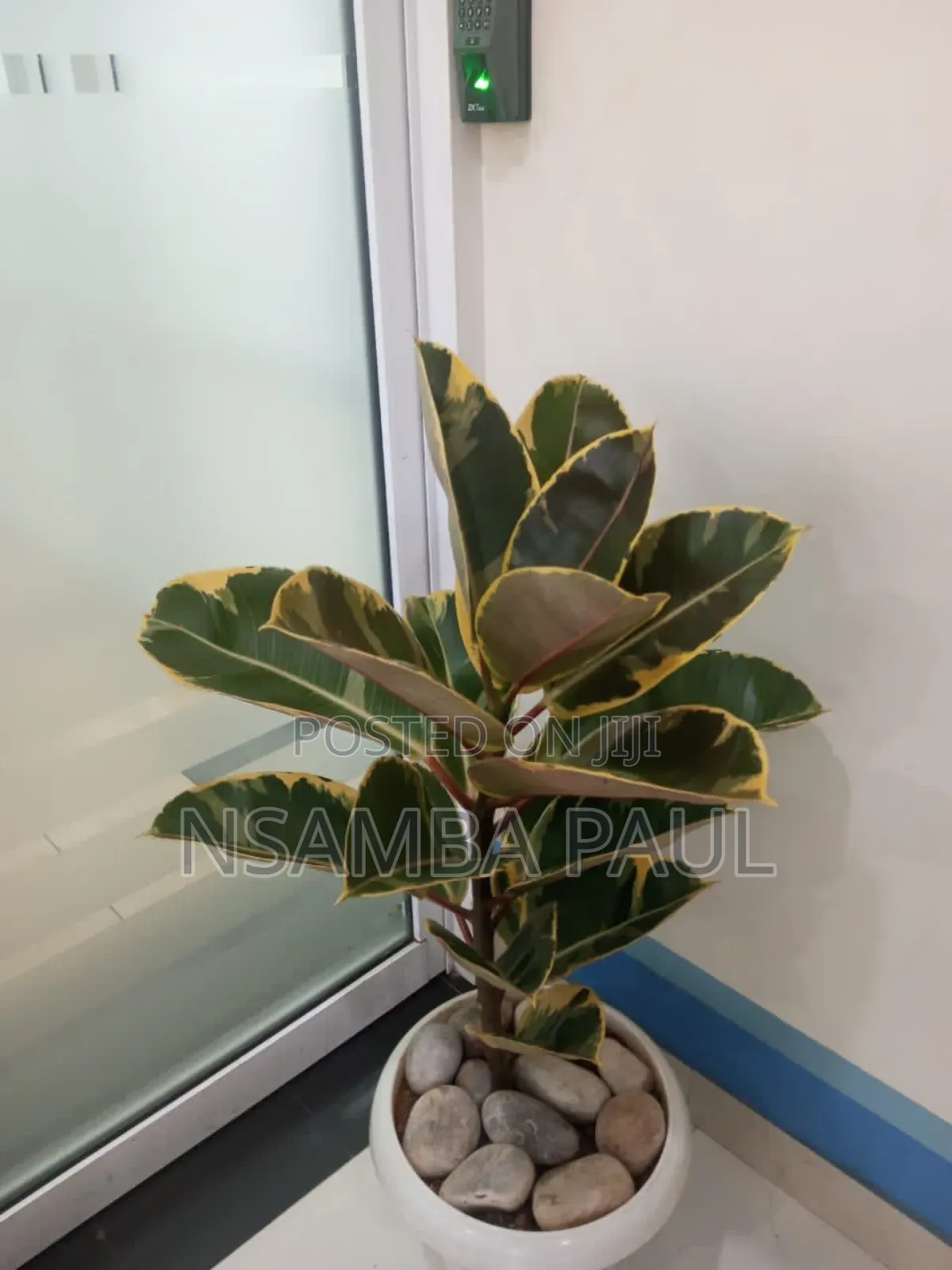 Indoor and Outdoor Plants