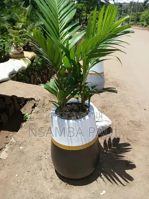 Indoor and Outdoor Plants
