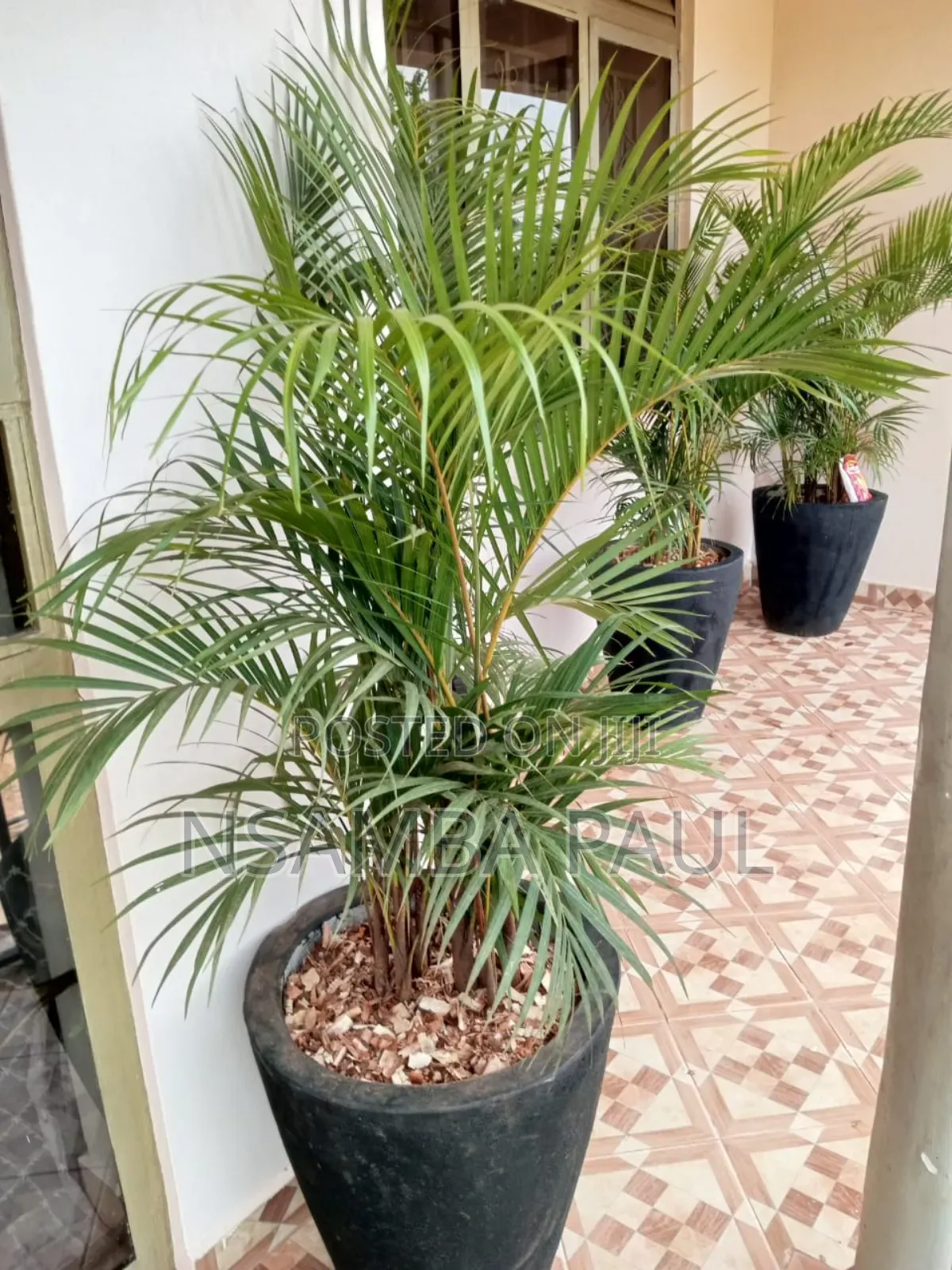 Indoor and Outdoor Plants