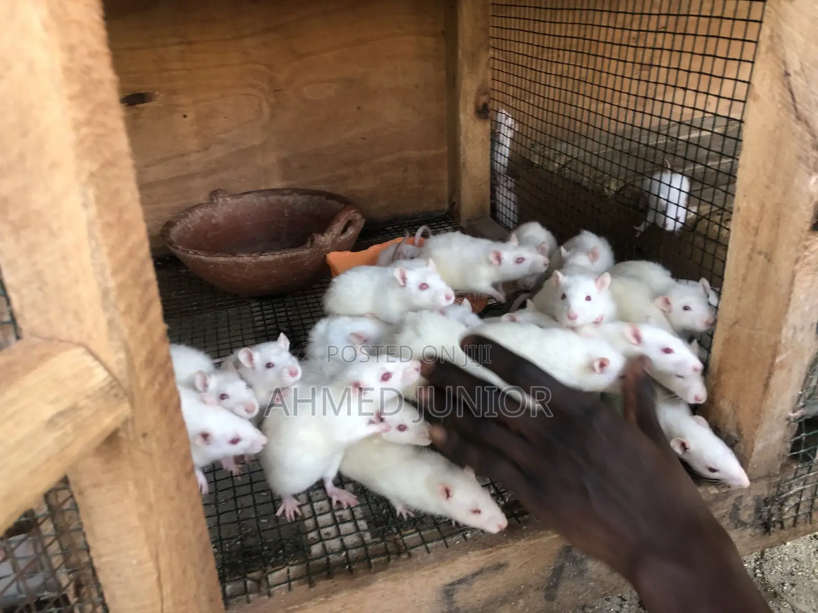Rat Rearing