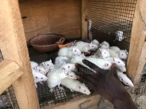 Rat Rearing