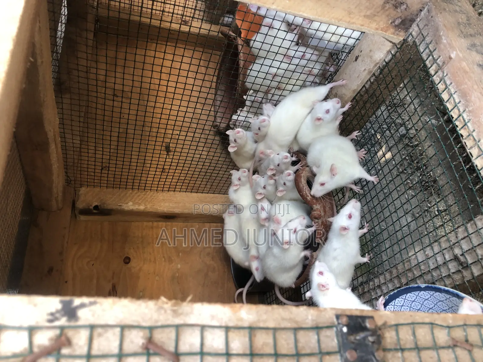 Rat Rearing