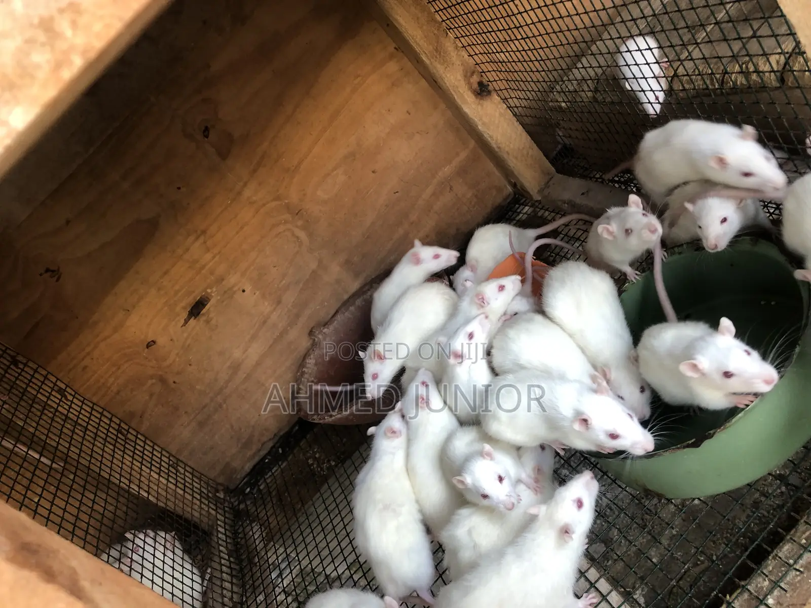 Rat Rearing