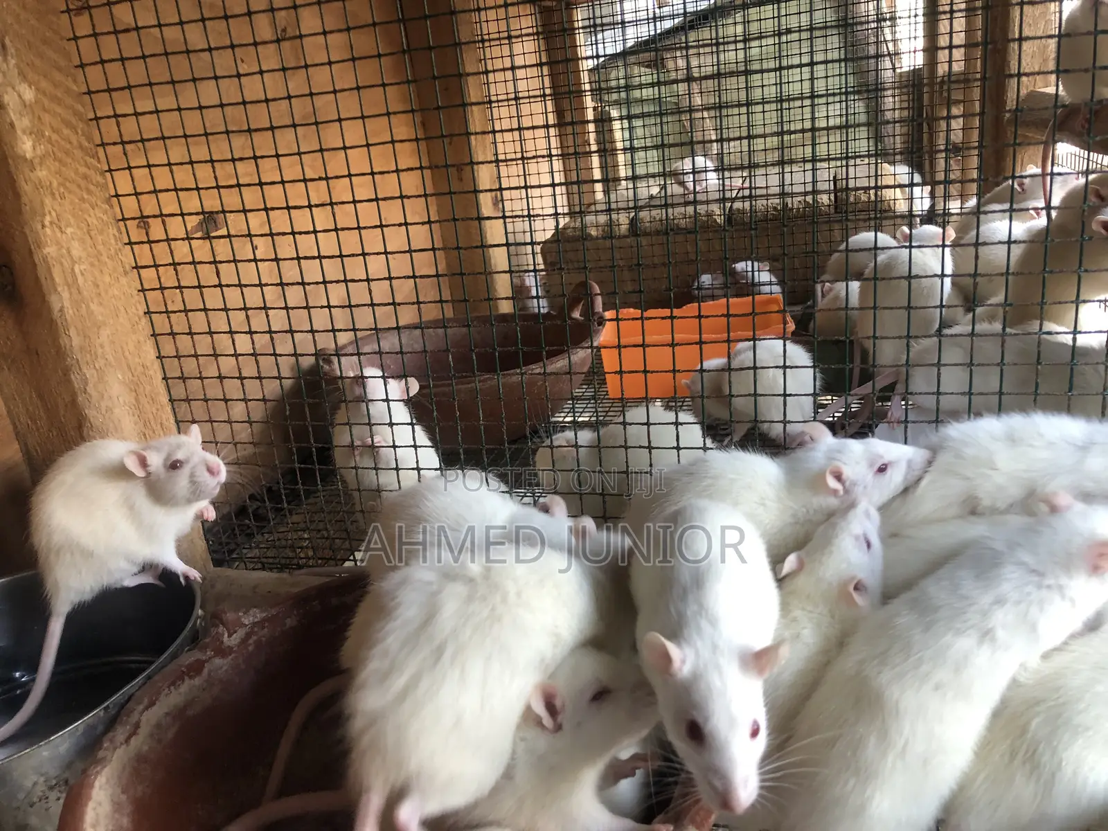Rat Rearing