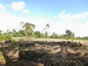 40 Acres of Fertile Land on Sale in Nakaseke District