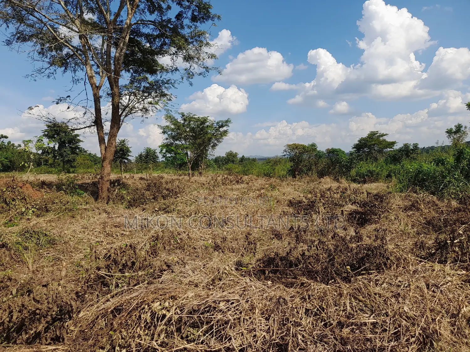 40 Acres of Fertile Land on Sale in Nakaseke District