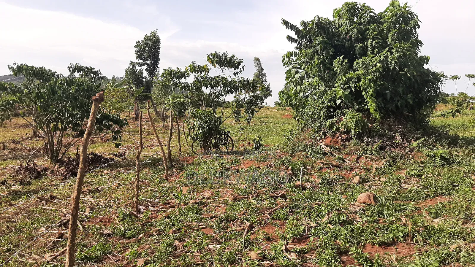 4.5 Acres of Land for Sale in Namukono Nkokonjeru Buikwe