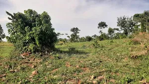 4.5 Acres of Land for Sale in Namukono Nkokonjeru Buikwe