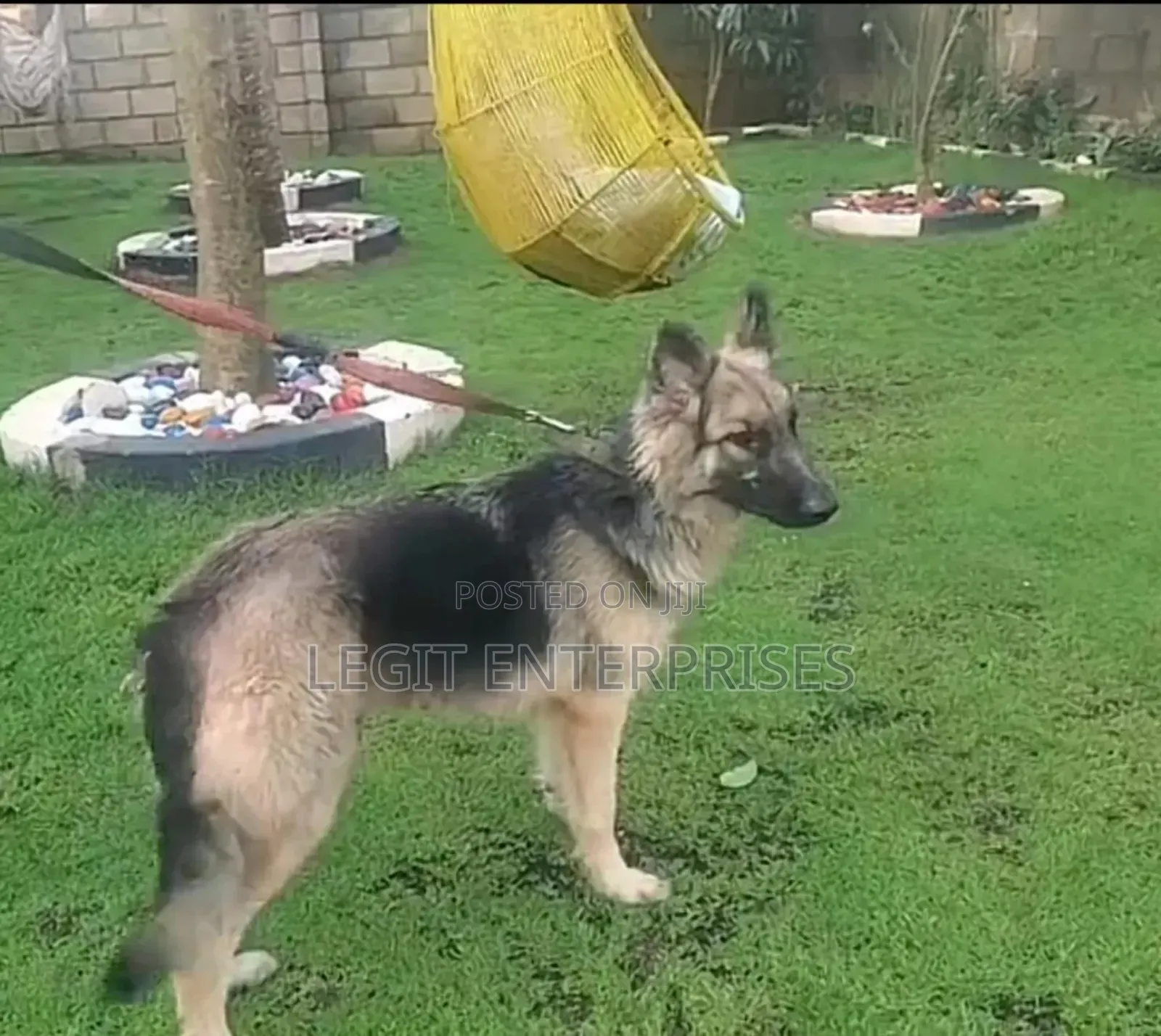 6-12 months Male Purebred German Shepherd