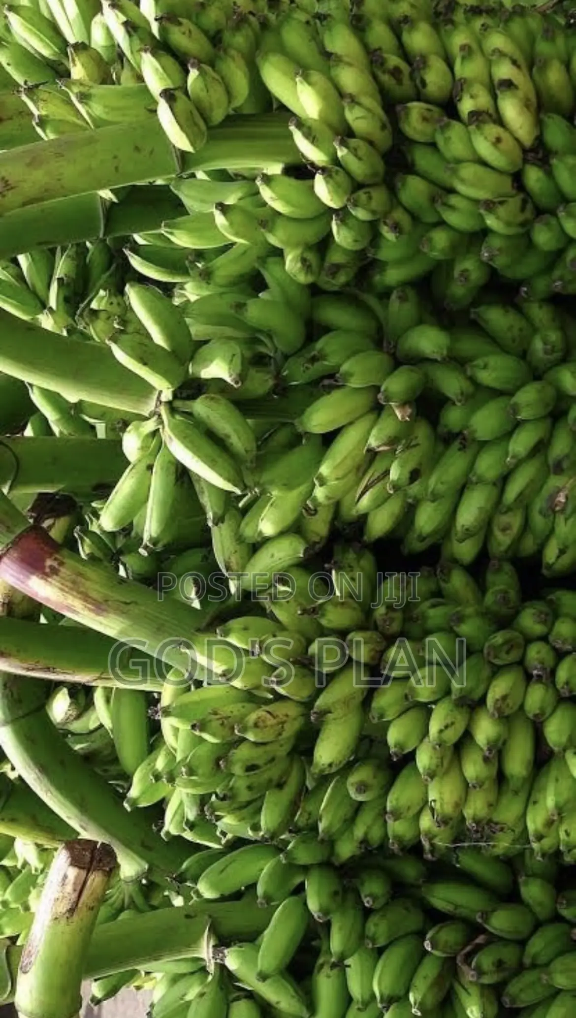 Bananas From Farm