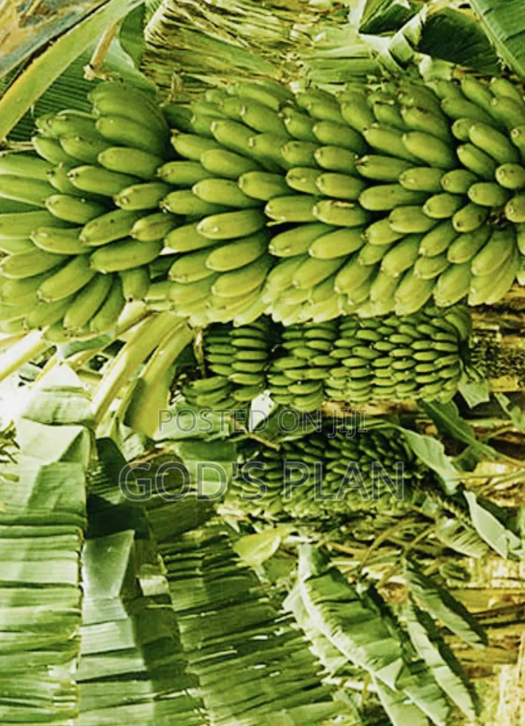 Bananas From Farm