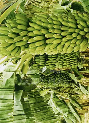 Bananas From Farm