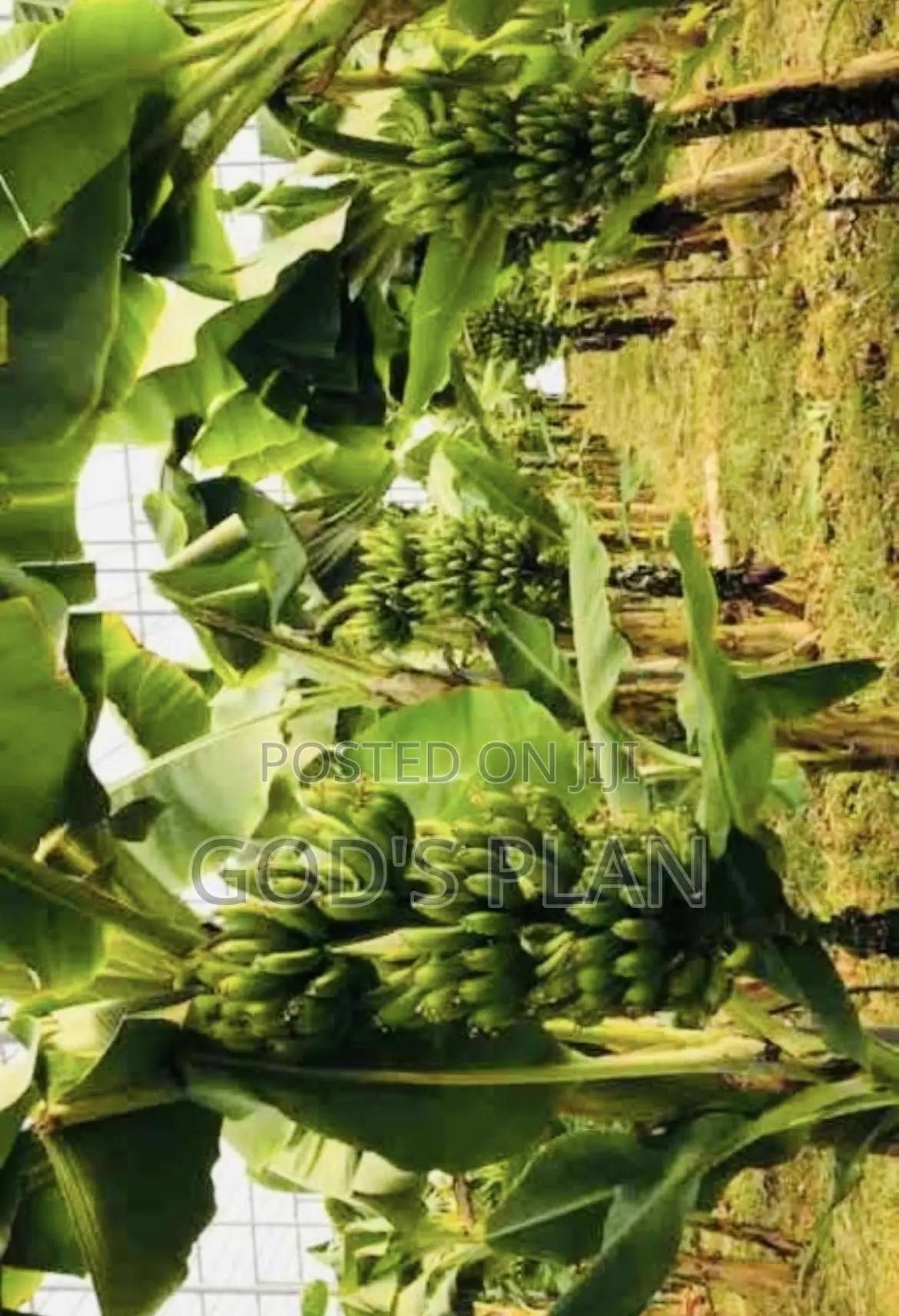 Bananas From Farm