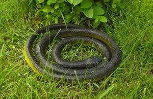 Realistic Fake Rubber Toy Snake for Halloween |Funny Pranks