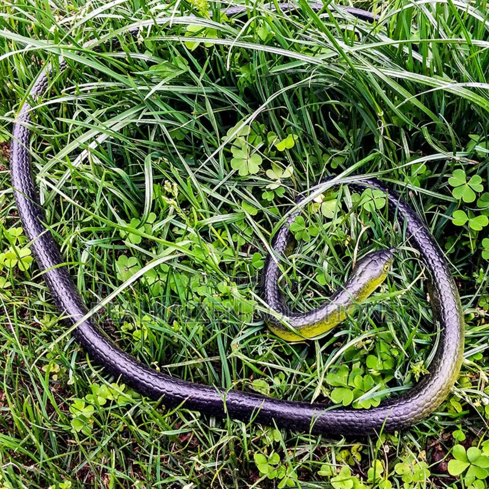 Realistic Fake Rubber Toy Snake for Halloween |Funny Pranks