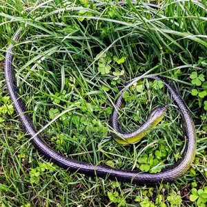 Realistic Fake Rubber Toy Snake for Halloween |Funny Pranks