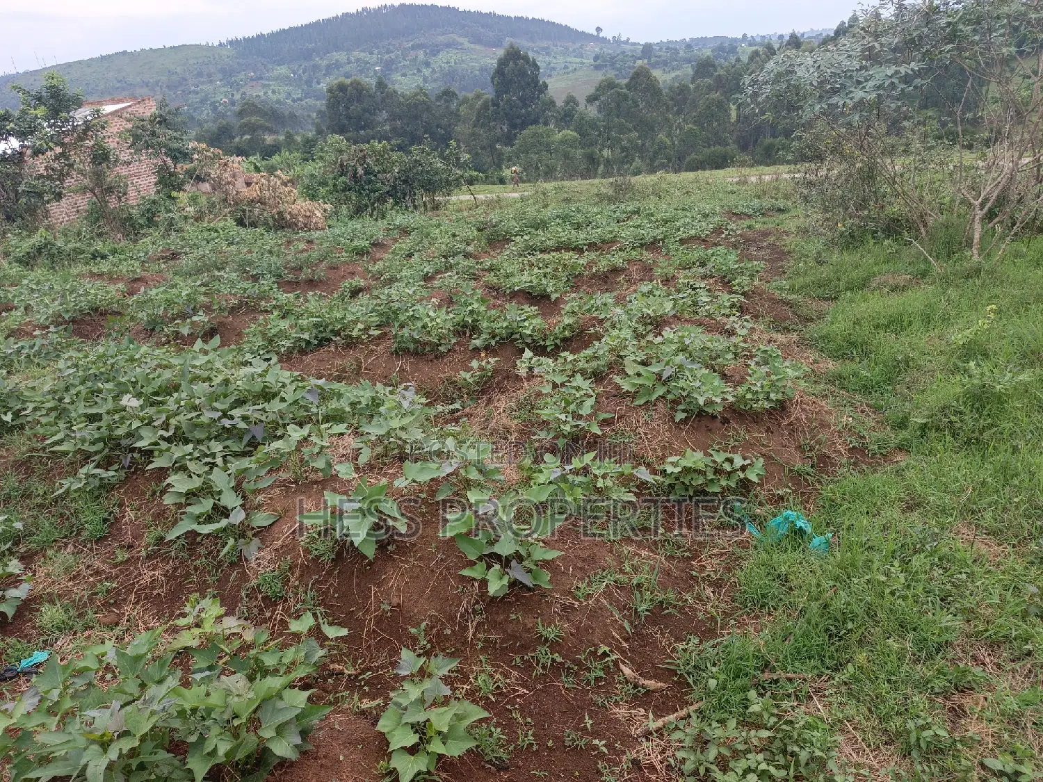 11decimal of Land on Sale Located in Rugombe