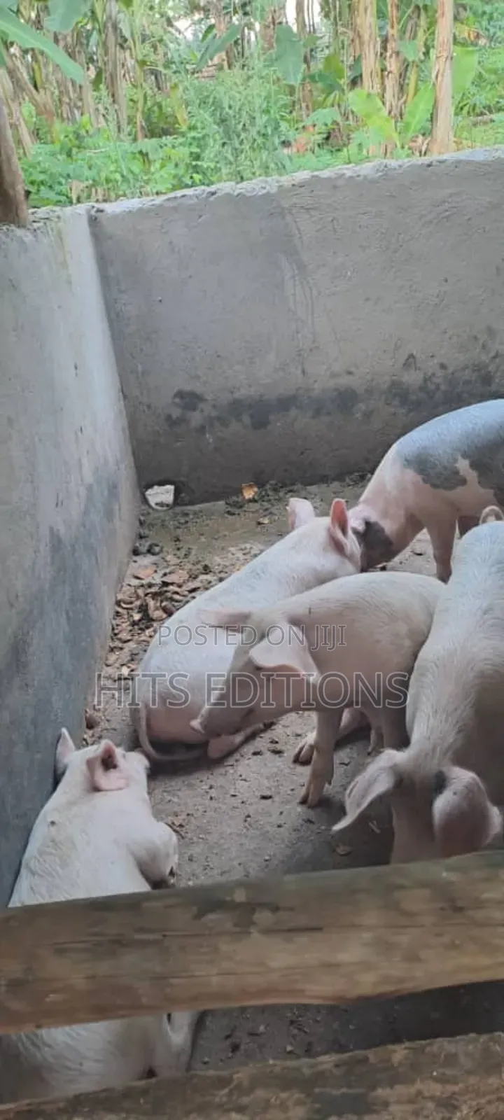 Pigs and Piglets on Sale