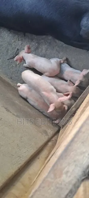 Pigs and Piglets on Sale