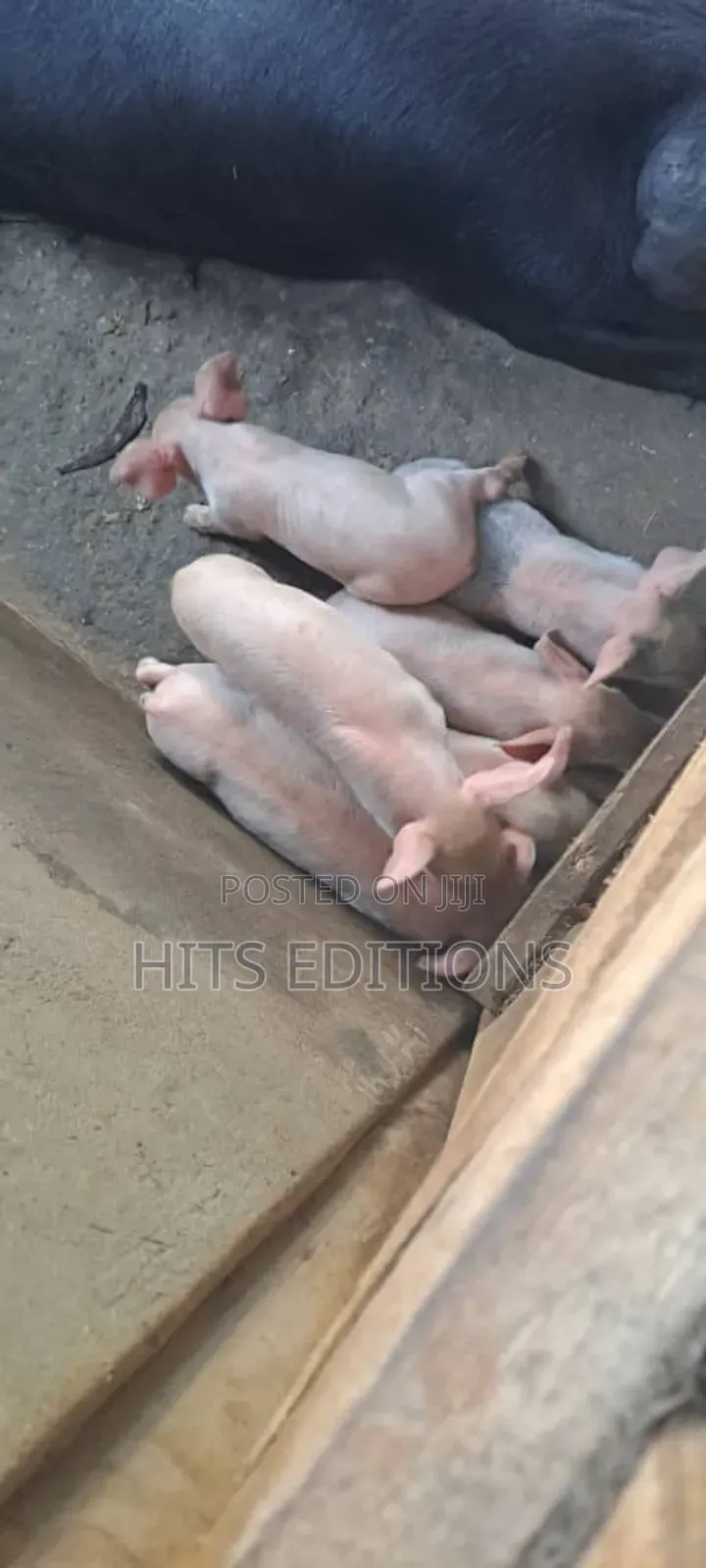 Pigs and Piglets on Sale