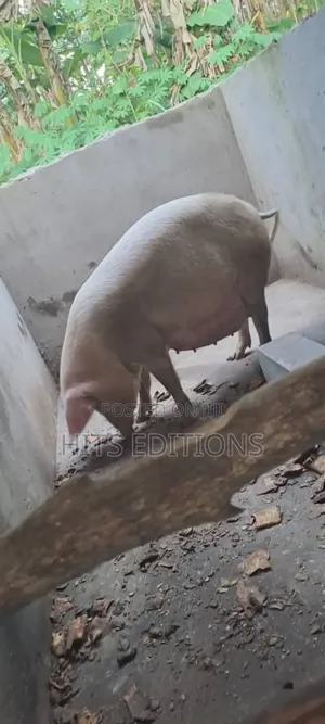 Pigs and Piglets on Sale