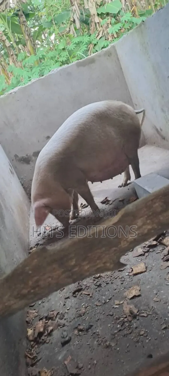 Pigs and Piglets on Sale