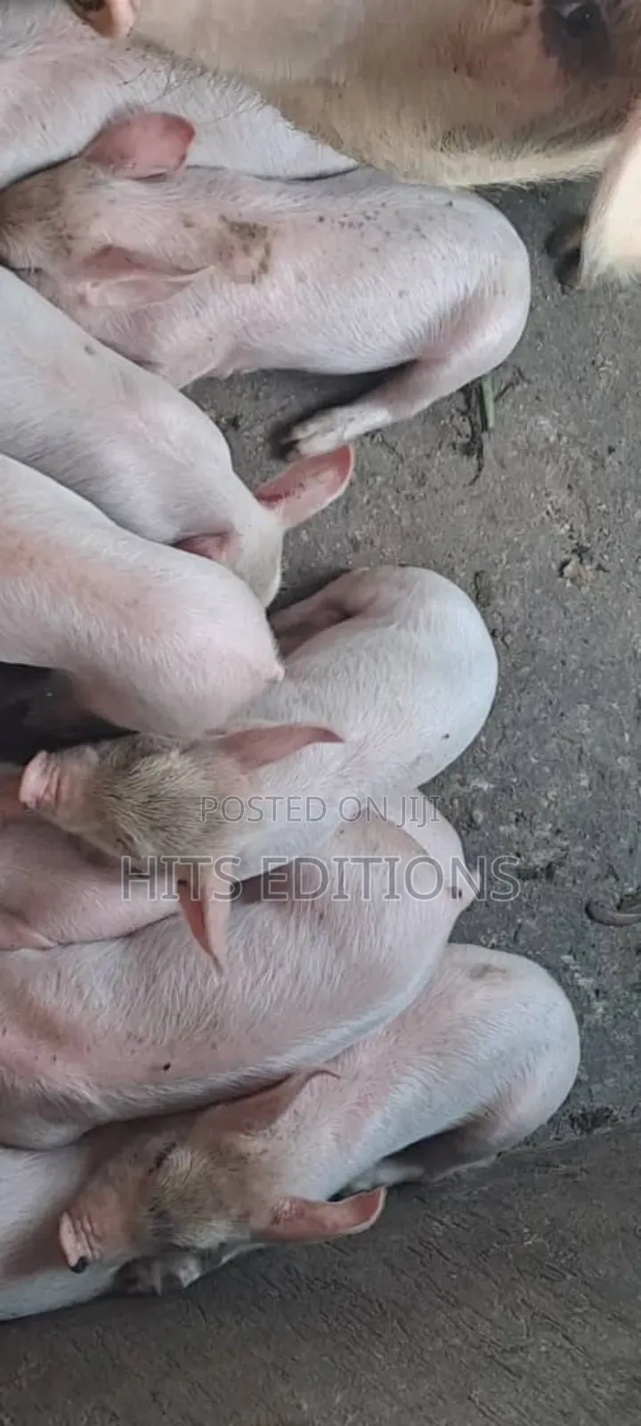 Pigs and Piglets on Sale