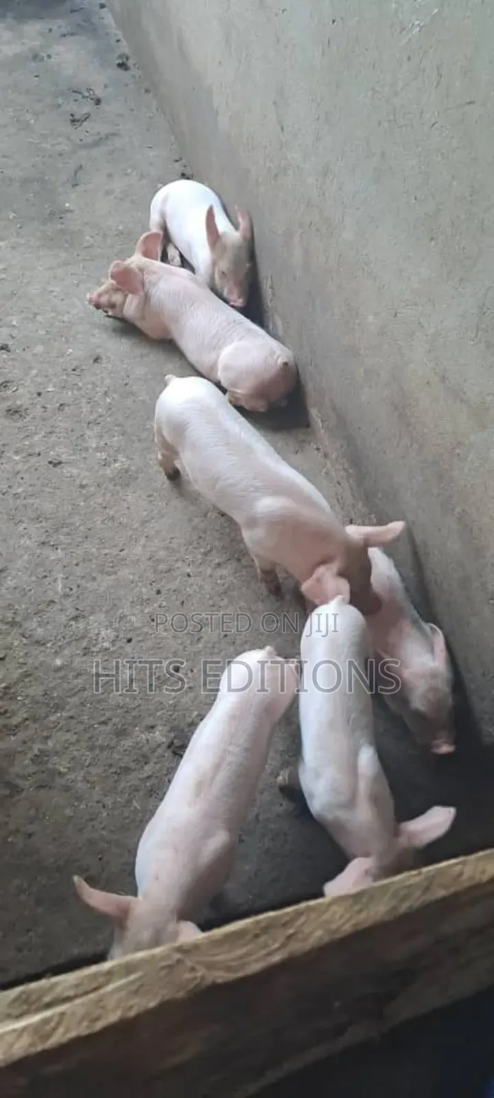Pigs and Piglets on Sale