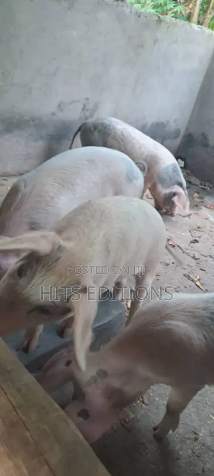 Pigs and Piglets on Sale