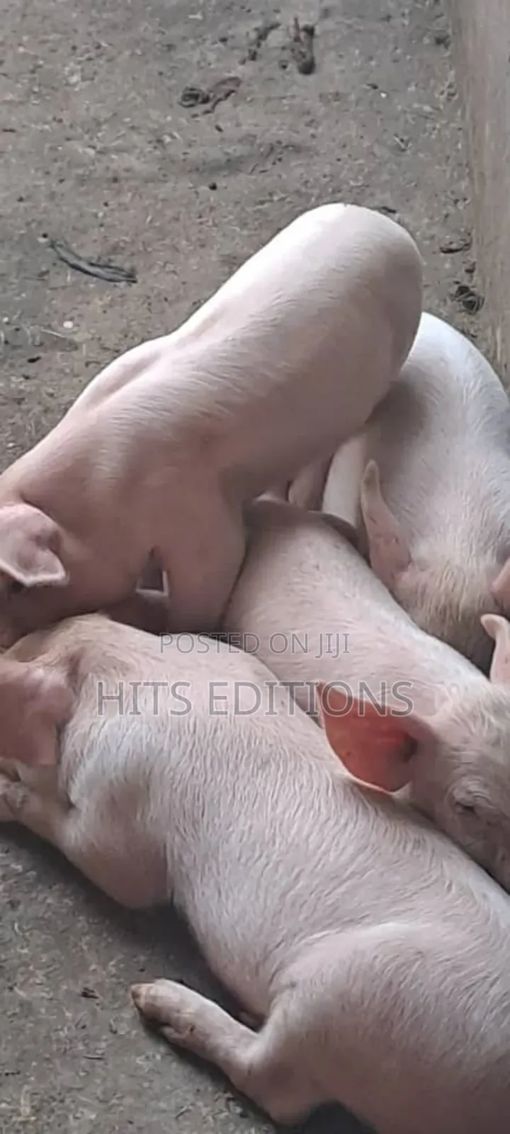 Pigs and Piglets on Sale