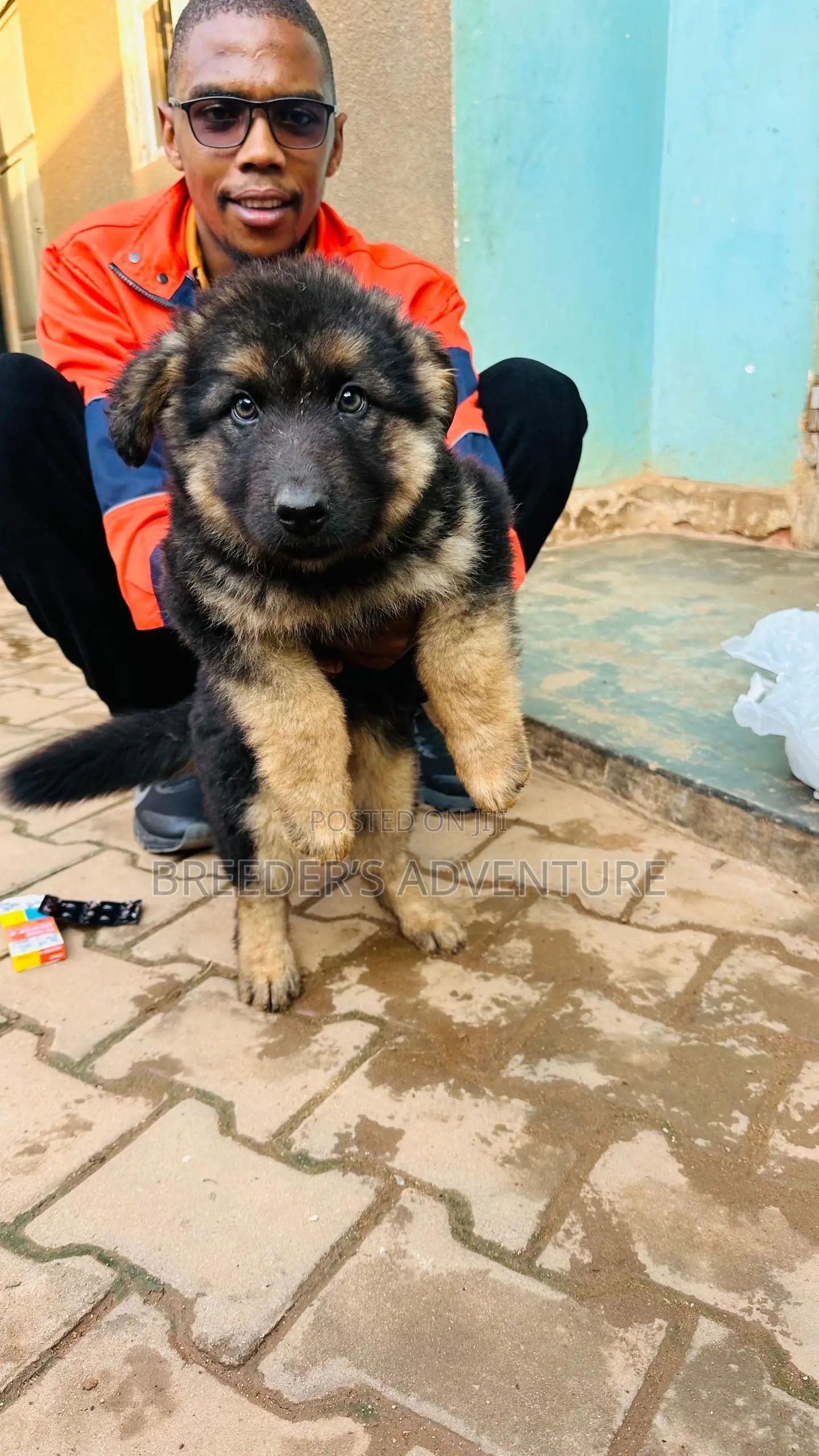 1-3 months Male Purebred German Shepherd