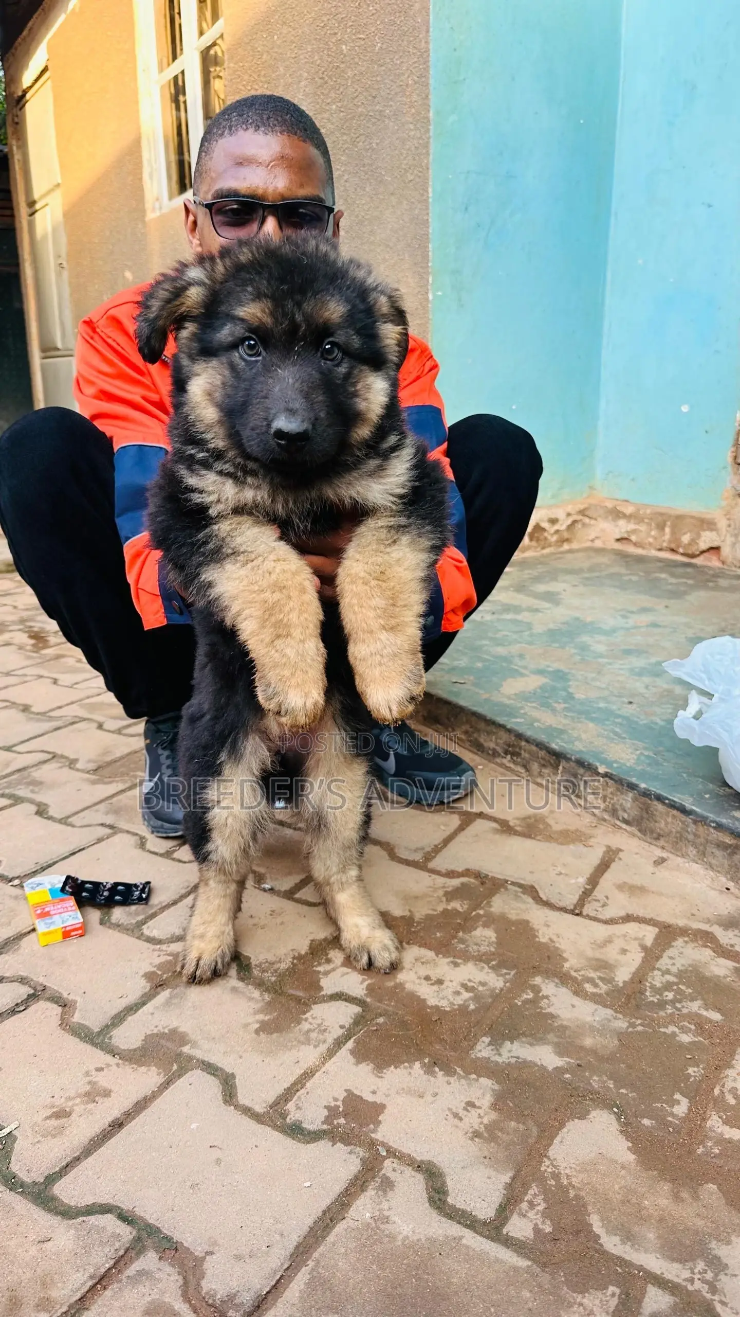 1-3 months Male Purebred German Shepherd