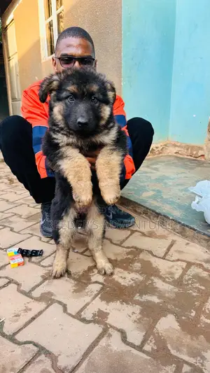 1-3 months Male Purebred German Shepherd