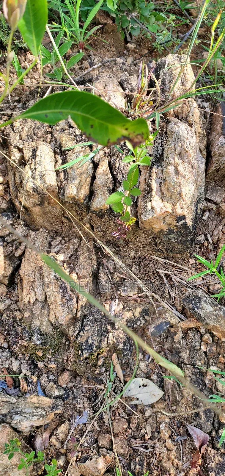 10 Acres Gold Land With Good Deposits, Visible Veins