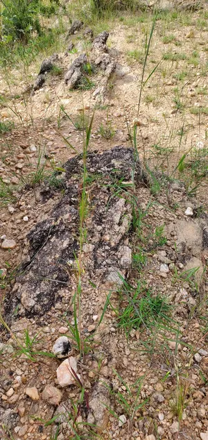 1 Acre of Land With Gold,Bukwa,With Artisanal Miners at 7m